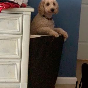 Meet your Posher, Cooper